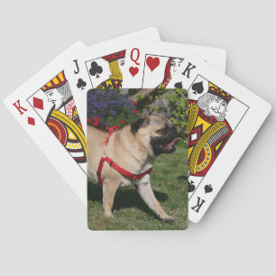 Jeu De Cartes Pug Wearing Red Harness