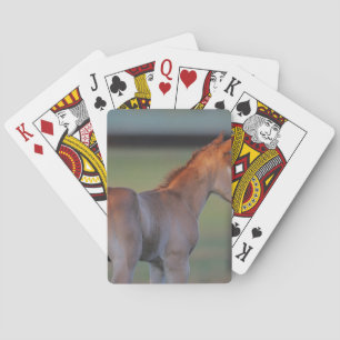 Jeu De Cartes Quart Horse Foin