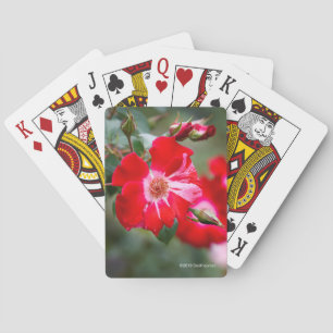 Jeu De Cartes Quatrième d'arbuste de juillet