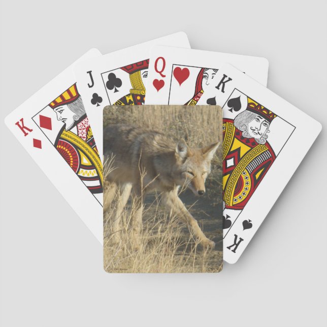 Jeu De Cartes R14 Coyote Marchant (dos)