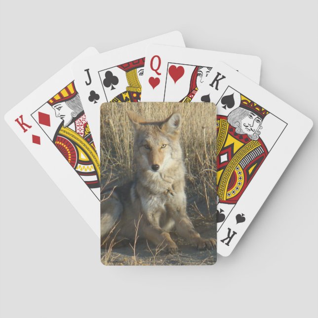 Jeu De Cartes R15 Coyote Laying (dos)