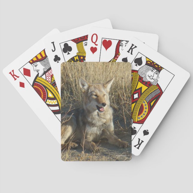 Jeu De Cartes R18 Coyote Laying (dos)
