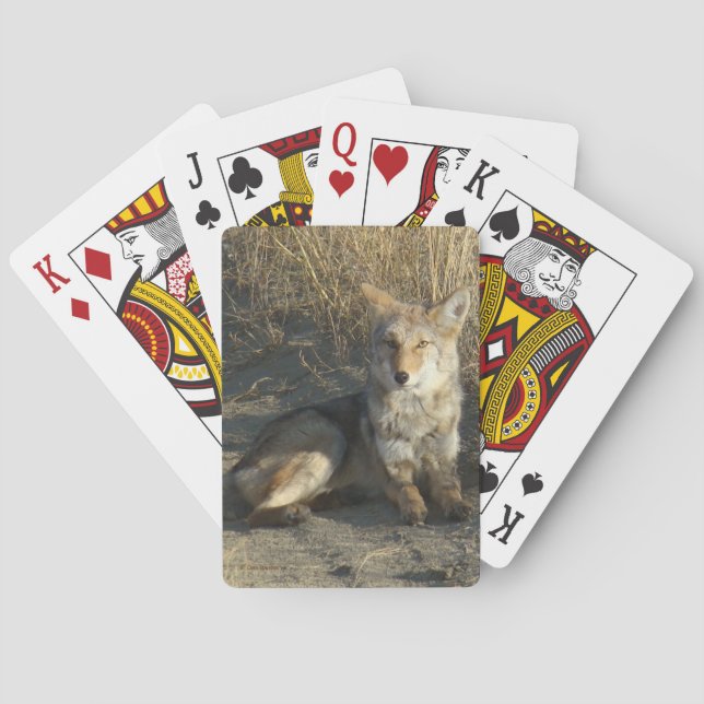 Jeu De Cartes R19 Coyote Laying (dos)