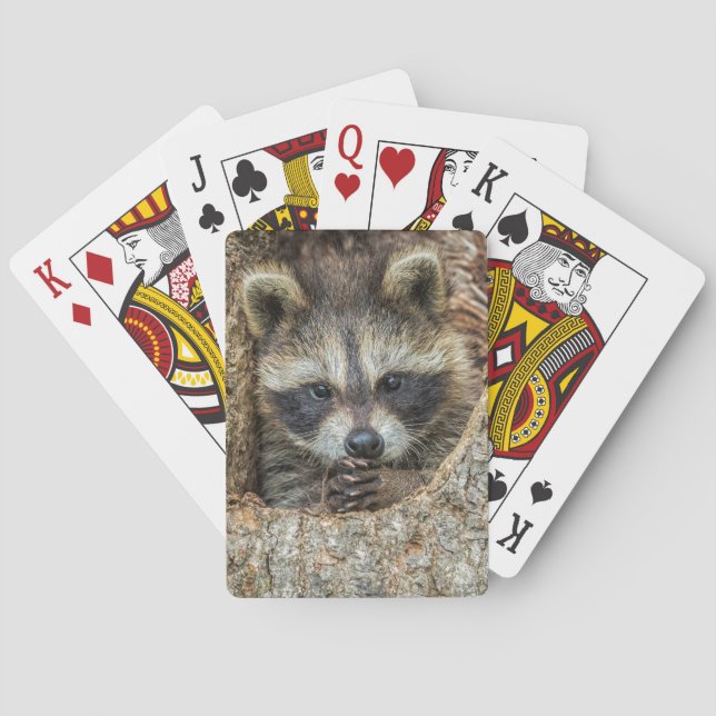 Jeu De Cartes Raccon niché à l'intérieur d'un creux d'arbre (dos)