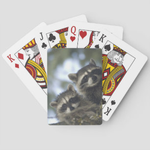 Jeu De Cartes Raccoons Procyon Lotor) de Fish Lake, Central