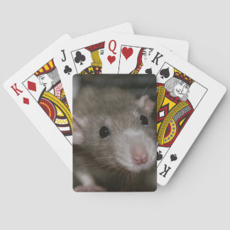 Jeu De Cartes Rat curieux
