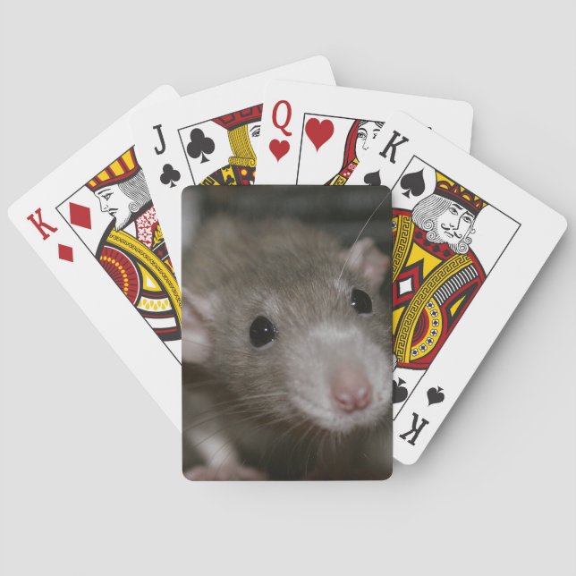 Jeu De Cartes Rat curieux (dos)