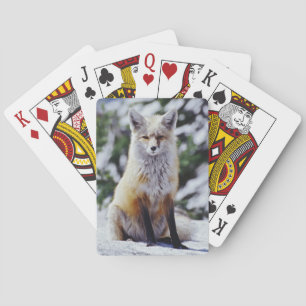 Jeu De Cartes Renard roux assis sur un banc de neige, Vulpes, Mt