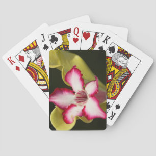 Jeu De Cartes Rose du désert (Adenium Obesum), Afrique du Sud