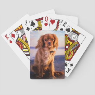 Jeu De Cartes Ruby Cavalier Le roi Charles Spaniel au coucher du