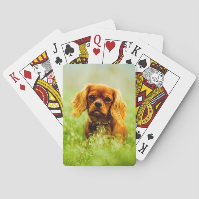 Jeu De Cartes Ruby Cavalier Le roi Charles Spaniel dans l'herbe (dos)