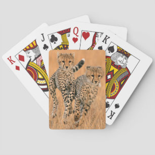 Jeu De Cartes Running Young Cheetahs
