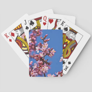 Jeu De Cartes Sakura Cherry Blossoms Touching Blue