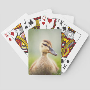 Jeu De Cartes Se pencher de Mallard de bébé