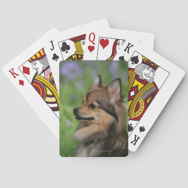 Jeu De Cartes Séance de Headshot de Pomeranian (dos)