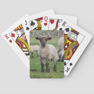 Jeu De Cartes Shetland Sheep