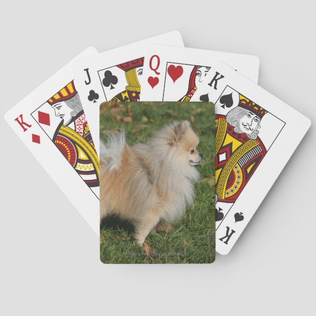 Jeu De Cartes Standing de Poméranie (dos)