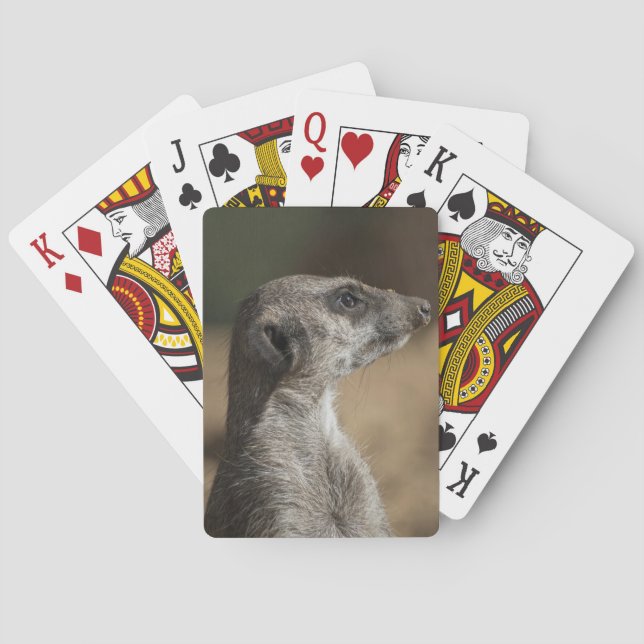 Jeu De Cartes Suricate (dos)