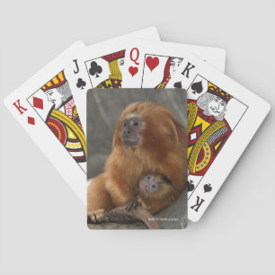 Jeu De Cartes Tamarin d'or de lion avec le bébé