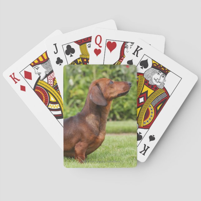 Jeu De Cartes teckel miniature Lisse-haired (dos)