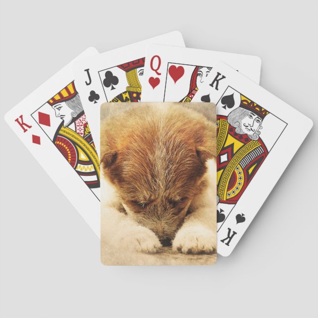 Jeu De Cartes Terrier (dos)