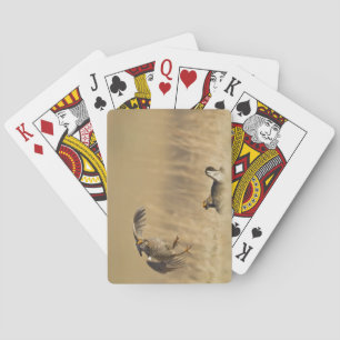 Jeu De Cartes Tétraons des prairies mâles au lek dans le comté d