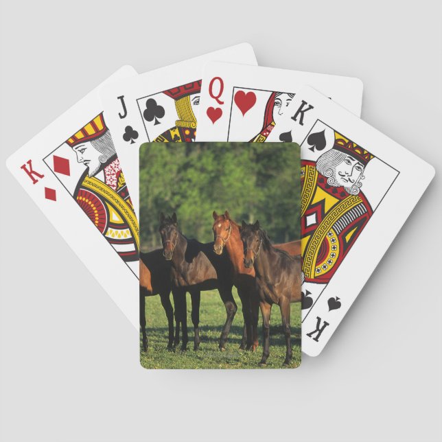 Jeu De Cartes Thoroughbred Yearlings (dos)