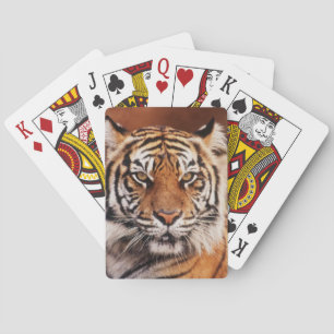 Jeu De Cartes Tigre de Sumatra