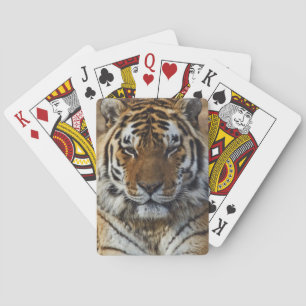 Jeu De Cartes Tigre du Bengale, Tigre de Panthera, Zoo de Louisv