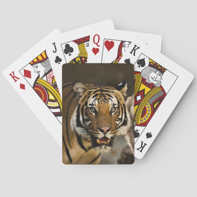 Jeu De Cartes Tigre sibérien (dos)