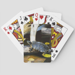 Jeu De Cartes Tortue de glisseur d'étang dans le sauvage
