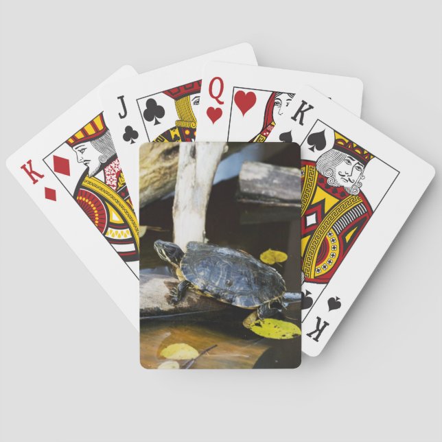 Jeu De Cartes Tortue de l'étang dans la nature (dos)