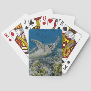 Jeu De Cartes Tortue imbriquée nageant