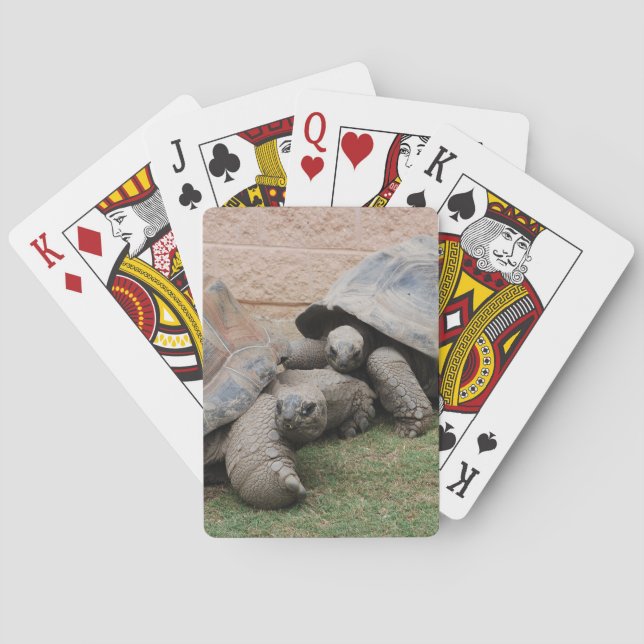 Jeu De Cartes tortues géantes (dos)