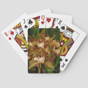Jeu De Cartes Tracyanum de Cymbidium