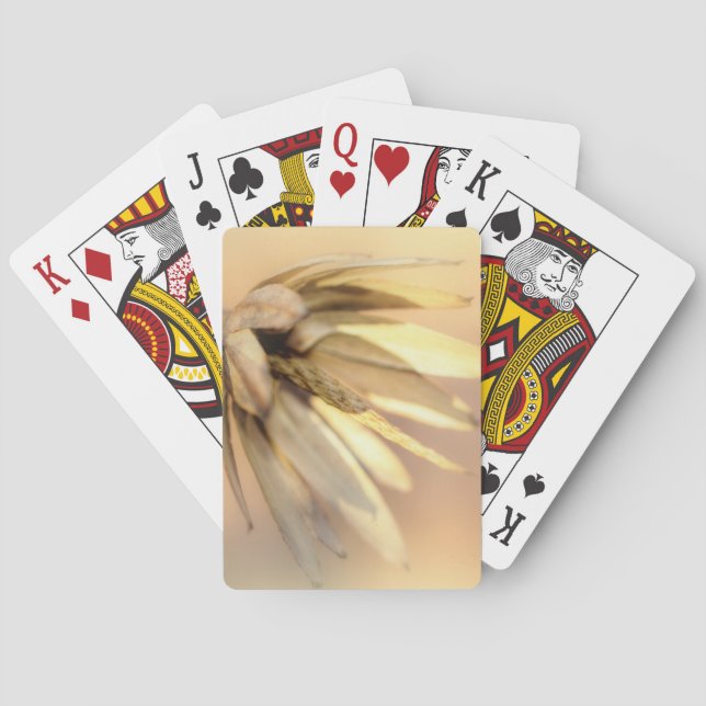 Jeu De Cartes Tulip Poplar Graine vide Pod (dos)