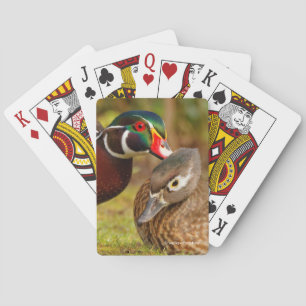 Jeu De Cartes Un Beau Moment De Touchage Entre Canards En Bois