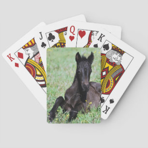 Jeu De Cartes Un bébé cheval dans la prairie