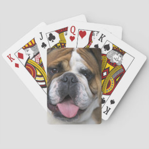 Jeu De Cartes Un bouledogue anglais en Belgique.