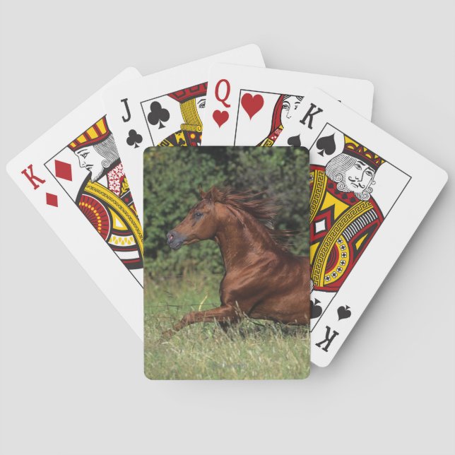 Jeu De Cartes Un étalon arabe coule dans l'herbe (dos)
