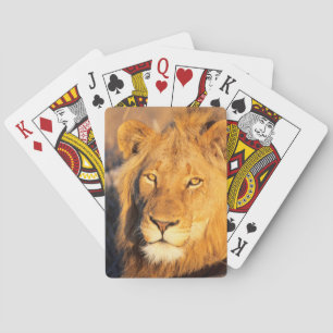 Jeu De Cartes Un lion Maned rouge regardant l'appareil-photo