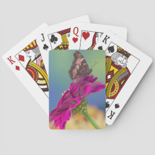 Jeu De Cartes Un papillon à queue noire   Papilio Multicaudatus