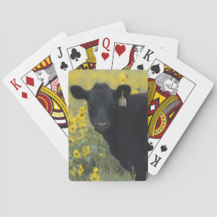 Jeu De Cartes Un veau au milieu des tournesols du Nebraska