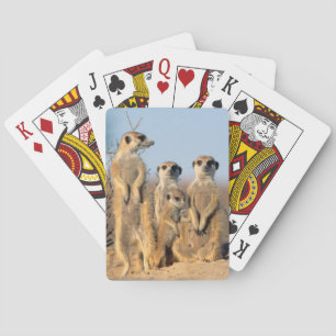 Jeu De Cartes Une famille de suricates se chauffant au soleil à