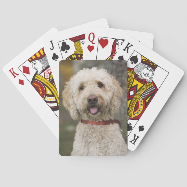 Jeu De Cartes USA, Nouvelle-Angleterre, Massachusetts, Lecture, (dos)