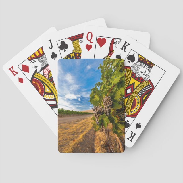 Jeu De Cartes USA, Washington, Yakima Valley. Raisins de merlot (dos)