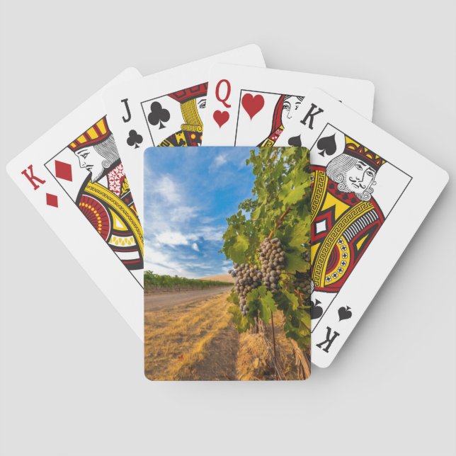 Jeu De Cartes USA, Washington, Yakima Valley. Raisins de Merlot (dos)