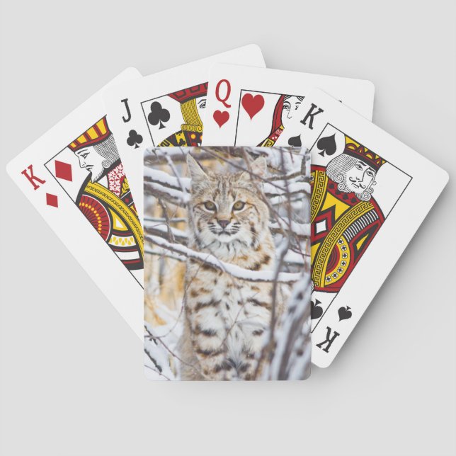 Jeu De Cartes USA, Wyoming, Bobcat (dos)