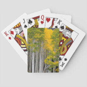 Jeu De Cartes Utah. États-Unis. Peupliers Trembles (Populus Trem
