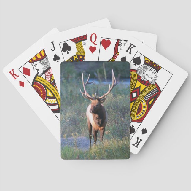 Jeu De Cartes Vélos Elk Jouer aux cartes (dos)